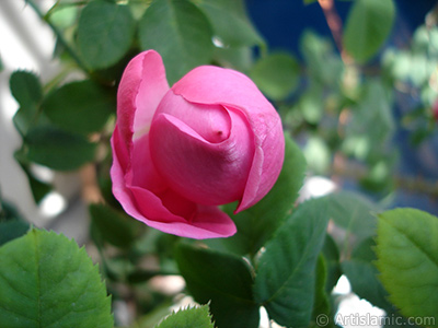 Pink rose photo. <i>(Family: Rosaceae, Species: Rosa)</i> <br>Photo Date: May 2005, Location: Turkey/Istanbul, By: Artislamic.com