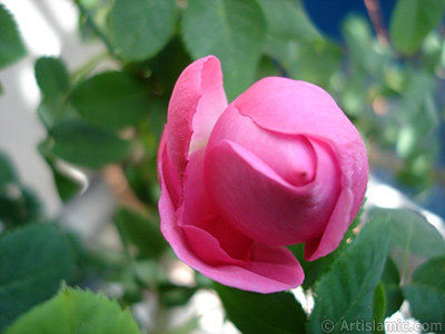 Pink rose photo. <i>(Family: Rosaceae, Species: Rosa)</i> <br>Photo Date: May 2005, Location: Turkey/Istanbul, By: Artislamic.com