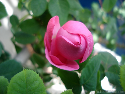 Pink rose photo. <i>(Family: Rosaceae, Species: Rosa)</i> <br>Photo Date: May 2005, Location: Turkey/Istanbul, By: Artislamic.com