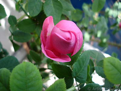 Pink rose photo. <i>(Family: Rosaceae, Species: Rosa)</i> <br>Photo Date: May 2005, Location: Turkey/Istanbul, By: Artislamic.com