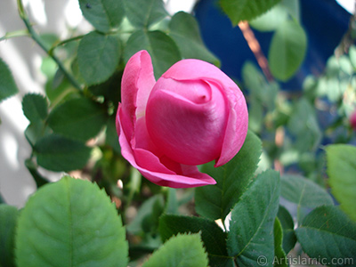 Pink rose photo. <i>(Family: Rosaceae, Species: Rosa)</i> <br>Photo Date: May 2005, Location: Turkey/Istanbul, By: Artislamic.com