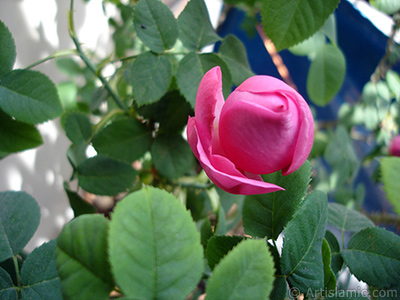 Pink rose photo. <i>(Family: Rosaceae, Species: Rosa)</i> <br>Photo Date: May 2005, Location: Turkey/Istanbul, By: Artislamic.com