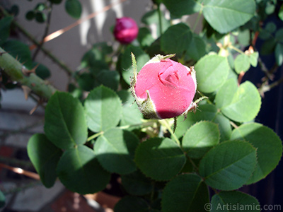 Pink rose photo. <i>(Family: Rosaceae, Species: Rosa)</i> <br>Photo Date: May 2005, Location: Turkey/Istanbul, By: Artislamic.com