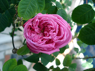 Pink rose photo. <i>(Family: Rosaceae, Species: Rosa)</i> <br>Photo Date: May 2005, Location: Turkey/Istanbul, By: Artislamic.com