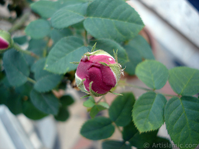 Pembe gl resmi. <i>(Ailesi: Rosaceae, Tr: Rosa)</i> <br>ekim Tarihi: Mays 2005, Yer: stanbul, Fotoraf: islamiSanat.net