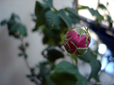 Pink rose photo. <i>(Family: Rosaceae, Species: Rosa)</i> <br>Photo Date: May 2005, Location: Turkey/Istanbul, By: Artislamic.com