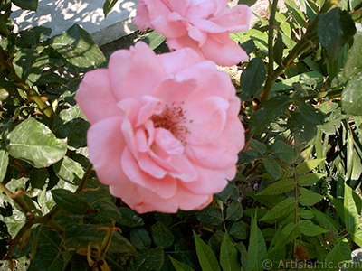 Pembe gl resmi. <i>(Ailesi: Rosaceae, Tr: Rosa)</i> <br>ekim Tarihi: Ocak 2002, Yer: Bursa, Fotoraf: islamiSanat.net