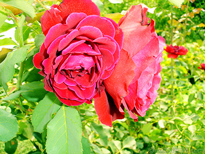 Red rose photo. <i>(Family: Rosaceae, Species: Rosa)</i> <br>Photo Date: August 2008, Location: Turkey/Yalova-Termal, By: Artislamic.com