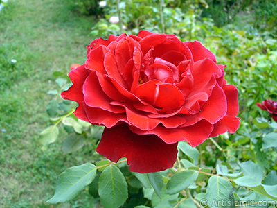 Red rose photo. <i>(Family: Rosaceae, Species: Rosa)</i> <br>Photo Date: August 2008, Location: Turkey/Yalova-Termal, By: Artislamic.com