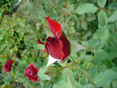 Red rose photo. <i>(Family: Rosaceae, Species: Rosa)</i> <br>Photo Date: August 2008, Location: Turkey/Yalova-Termal, By: Artislamic.com