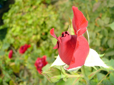 Red rose photo. <i>(Family: Rosaceae, Species: Rosa)</i> <br>Photo Date: August 2008, Location: Turkey/Yalova-Termal, By: Artislamic.com