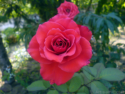 Red rose photo. <i>(Family: Rosaceae, Species: Rosa)</i> <br>Photo Date: August 2008, Location: Turkey/Yalova-Termal, By: Artislamic.com