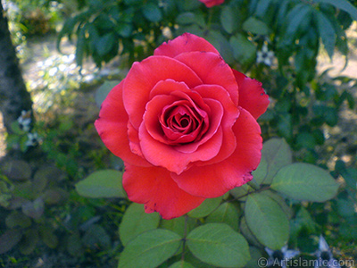 Red rose photo. <i>(Family: Rosaceae, Species: Rosa)</i> <br>Photo Date: August 2008, Location: Turkey/Yalova-Termal, By: Artislamic.com