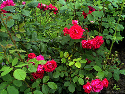 Red rose photo. <i>(Family: Rosaceae, Species: Rosa)</i> <br>Photo Date: May 2007, Location: Turkey/Tekirdag, By: Artislamic.com