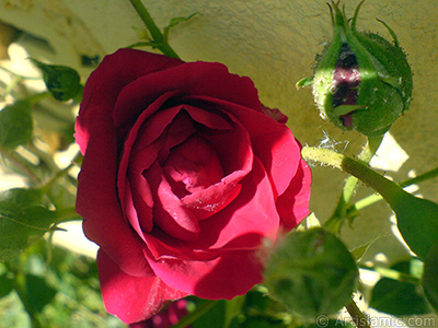 Red rose photo. <i>(Family: Rosaceae, Species: Rosa)</i> <br>Photo Date: May 2007, Location: Turkey/Sakarya, By: Artislamic.com