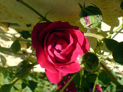 Red rose photo. <i>(Family: Rosaceae, Species: Rosa)</i> <br>Photo Date: May 2007, Location: Turkey/Sakarya, By: Artislamic.com