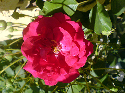 Red rose photo. <i>(Family: Rosaceae, Species: Rosa)</i> <br>Photo Date: May 2007, Location: Turkey/Sakarya, By: Artislamic.com