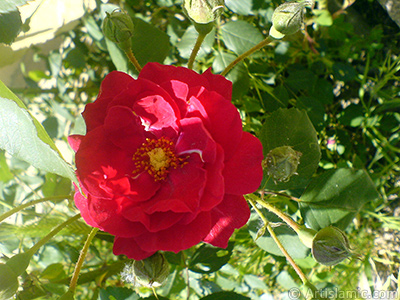 Krmz gl resmi. <i>(Ailesi: Rosaceae, Tr: Rosa)</i> <br>ekim Tarihi: Mays 2007, Yer: Sakarya, Fotoraf: islamiSanat.net