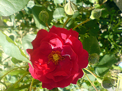 Red rose photo. <i>(Family: Rosaceae, Species: Rosa)</i> <br>Photo Date: May 2007, Location: Turkey/Sakarya, By: Artislamic.com