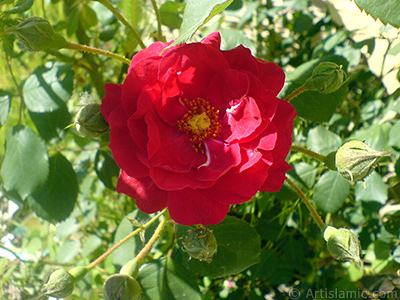 Red rose photo. <i>(Family: Rosaceae, Species: Rosa)</i> <br>Photo Date: May 2007, Location: Turkey/Sakarya, By: Artislamic.com