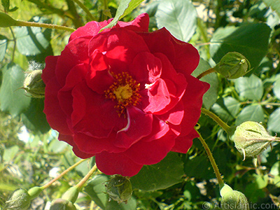 Krmz gl resmi. <i>(Ailesi: Rosaceae, Tr: Rosa)</i> <br>ekim Tarihi: Mays 2007, Yer: Sakarya, Fotoraf: islamiSanat.net