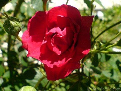 Red rose photo. <i>(Family: Rosaceae, Species: Rosa)</i> <br>Photo Date: May 2007, Location: Turkey/Sakarya, By: Artislamic.com