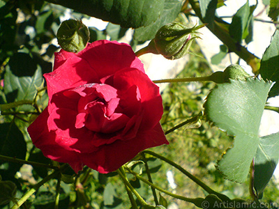 Red rose photo. <i>(Family: Rosaceae, Species: Rosa)</i> <br>Photo Date: May 2007, Location: Turkey/Sakarya, By: Artislamic.com