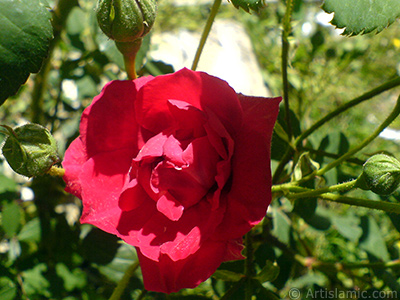 Red rose photo. <i>(Family: Rosaceae, Species: Rosa)</i> <br>Photo Date: May 2007, Location: Turkey/Sakarya, By: Artislamic.com