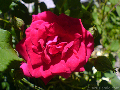 Red rose photo. <i>(Family: Rosaceae, Species: Rosa)</i> <br>Photo Date: May 2007, Location: Turkey/Sakarya, By: Artislamic.com