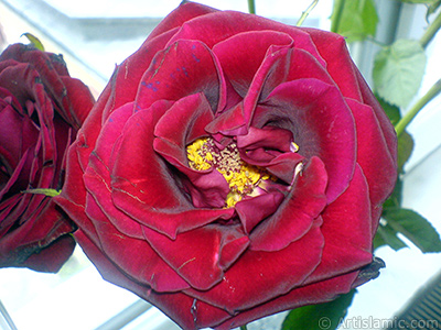 Red rose photo. <i>(Family: Rosaceae, Species: Rosa)</i> <br>Photo Date: May 2008, Location: Turkey/Istanbul, By: Artislamic.com