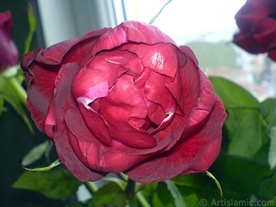 Krmz gl resmi. <i>(Ailesi: Rosaceae, Tr: Rosa)</i> <br>ekim Tarihi: Mays 2008, Yer: stanbul, Fotoraf: islamiSanat.net