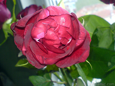 Krmz gl resmi. <i>(Ailesi: Rosaceae, Tr: Rosa)</i> <br>ekim Tarihi: Mays 2008, Yer: stanbul, Fotoraf: islamiSanat.net