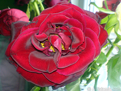 Red rose photo. <i>(Family: Rosaceae, Species: Rosa)</i> <br>Photo Date: May 2008, Location: Turkey/Istanbul, By: Artislamic.com