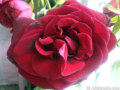 Red rose photo. <i>(Family: Rosaceae, Species: Rosa)</i> <br>Photo Date: May 2008, Location: Turkey/Istanbul, By: Artislamic.com