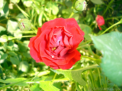 Red rose photo. <i>(Family: Rosaceae, Species: Rosa)</i> <br>Photo Date: May 2007, Location: Turkey/Sakarya, By: Artislamic.com