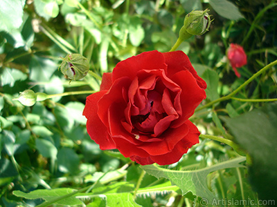 Red rose photo. <i>(Family: Rosaceae, Species: Rosa)</i> <br>Photo Date: May 2007, Location: Turkey/Sakarya, By: Artislamic.com