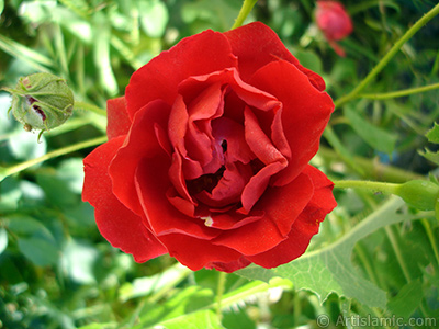 Red rose photo. <i>(Family: Rosaceae, Species: Rosa)</i> <br>Photo Date: May 2007, Location: Turkey/Sakarya, By: Artislamic.com