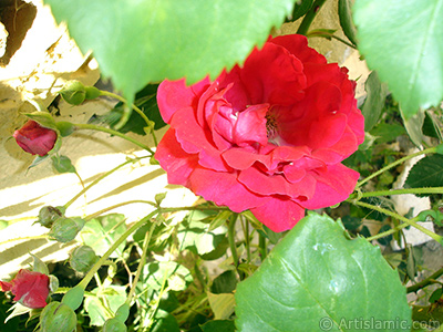 Red rose photo. <i>(Family: Rosaceae, Species: Rosa)</i> <br>Photo Date: May 2007, Location: Turkey/Sakarya, By: Artislamic.com