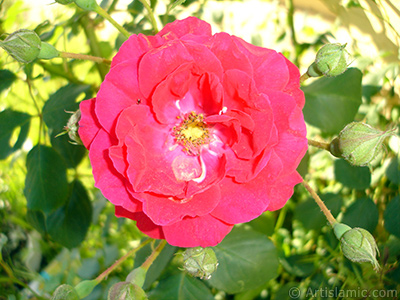 Red rose photo. <i>(Family: Rosaceae, Species: Rosa)</i> <br>Photo Date: May 2007, Location: Turkey/Sakarya, By: Artislamic.com