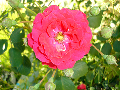 Red rose photo. <i>(Family: Rosaceae, Species: Rosa)</i> <br>Photo Date: May 2007, Location: Turkey/Sakarya, By: Artislamic.com