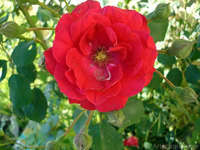 Red rose photo. <i>(Family: Rosaceae, Species: Rosa)</i> <br>Photo Date: May 2007, Location: Turkey/Sakarya, By: Artislamic.com