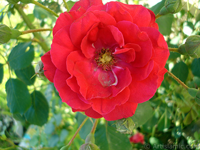 Red rose photo. <i>(Family: Rosaceae, Species: Rosa)</i> <br>Photo Date: May 2007, Location: Turkey/Sakarya, By: Artislamic.com