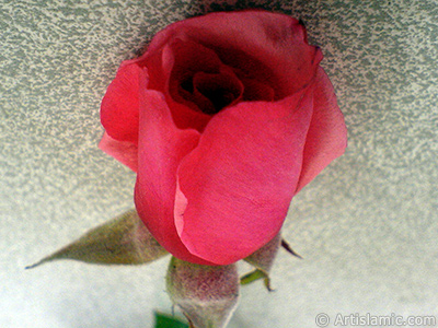 Red rose photo. <i>(Family: Rosaceae, Species: Rosa)</i> <br>Photo Date: November 2006, Location: Turkey/Istanbul-Mother`s Flowers, By: Artislamic.com