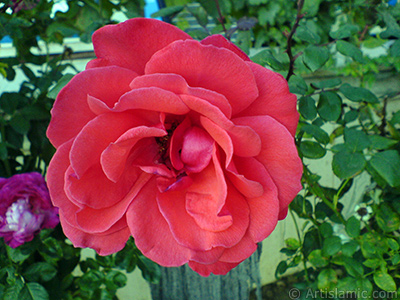 Red rose photo. <i>(Family: Rosaceae, Species: Rosa)</i> <br>Photo Date: October 2006, Location: Turkey/Istanbul-Mother`s Flowers, By: Artislamic.com