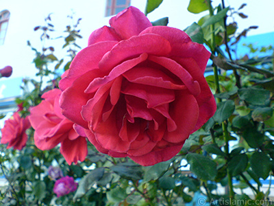 Krmz gl resmi. <i>(Ailesi: Rosaceae, Tr: Rosa)</i> <br>ekim Tarihi: Ekim 2006, Yer: stanbul-Annemin iekleri, Fotoraf: islamiSanat.net