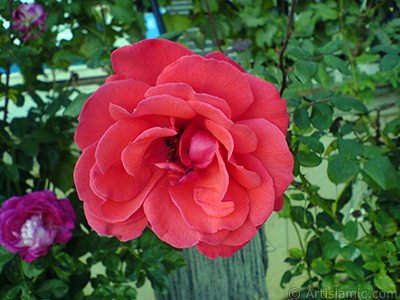 Red rose photo. <i>(Family: Rosaceae, Species: Rosa)</i> <br>Photo Date: October 2006, Location: Turkey/Istanbul-Mother`s Flowers, By: Artislamic.com