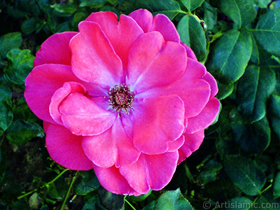 Red rose photo. <i>(Family: Rosaceae, Species: Rosa)</i> <br>Photo Date: October 2006, Location: Turkey/Istanbul-Mother`s Flowers, By: Artislamic.com