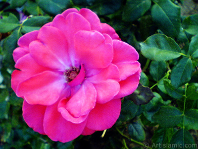 Red rose photo. <i>(Family: Rosaceae, Species: Rosa)</i> <br>Photo Date: October 2006, Location: Turkey/Istanbul-Mother`s Flowers, By: Artislamic.com