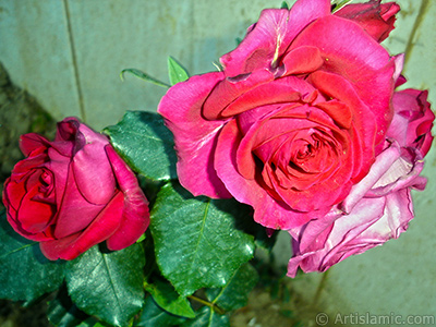 Red rose photo. <i>(Family: Rosaceae, Species: Rosa)</i> <br>Photo Date: June 2006, Location: Turkey/Tekirdag, By: Artislamic.com