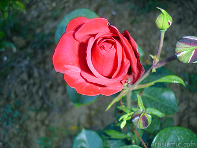 Red rose photo. <i>(Family: Rosaceae, Species: Rosa)</i> <br>Photo Date: June 2006, Location: Turkey/Tekirdag, By: Artislamic.com